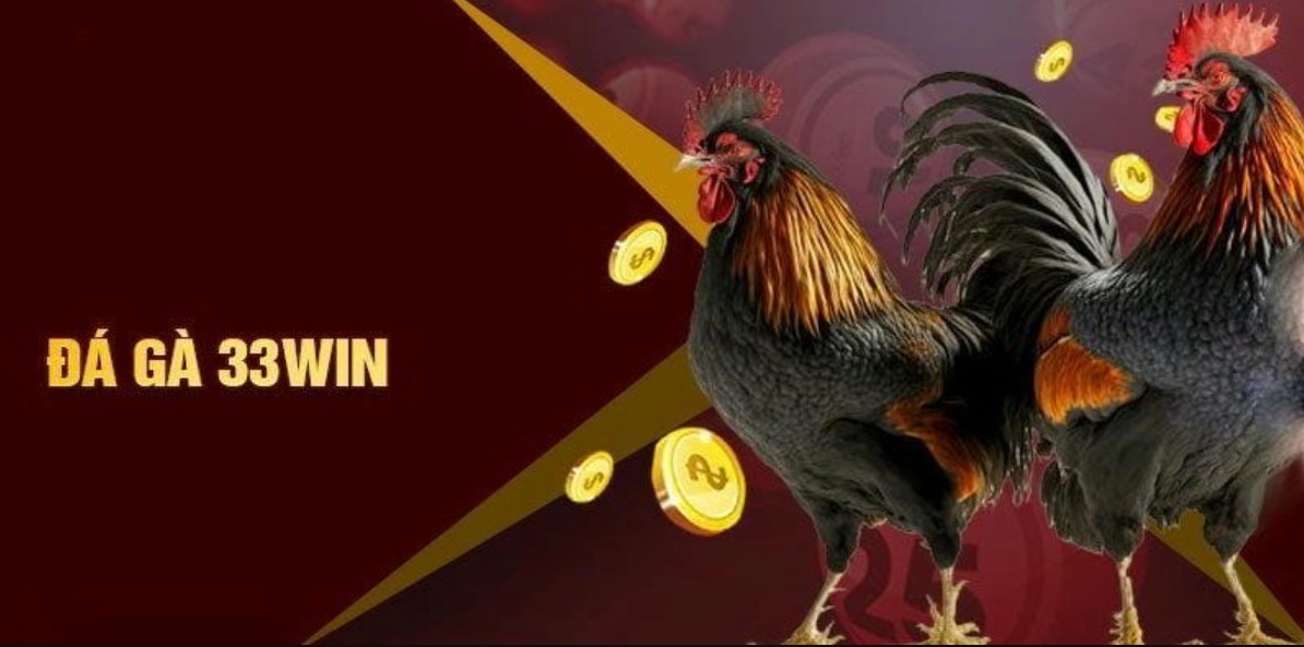 Chọn gà chiến chất lượng