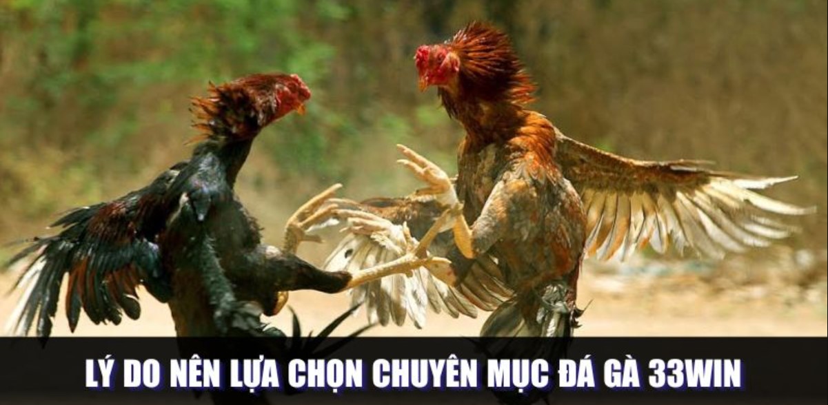 Đá gà 33WIN với những nét sơ lược