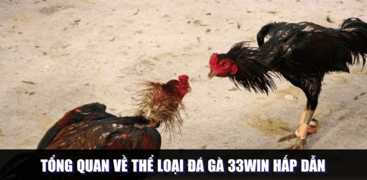 Luật chơi đá gà 33WIN xanh chín mà bạn cần nắm